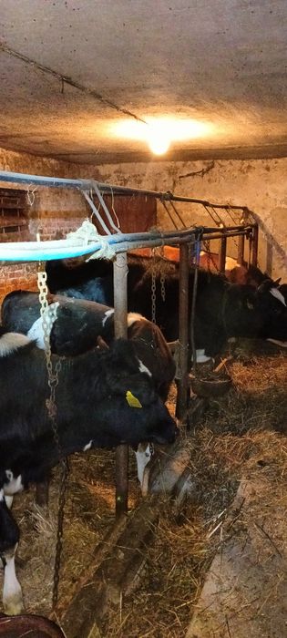 Byczek i 4 jałówkiam