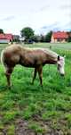 Ogierek paint horse