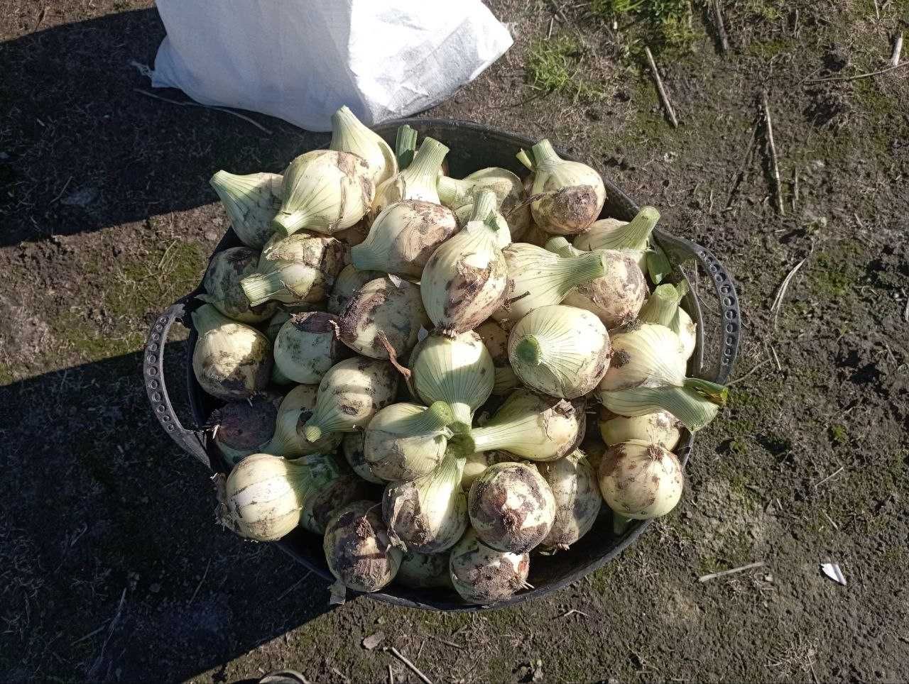 Продам молоду цибулю та картоплю