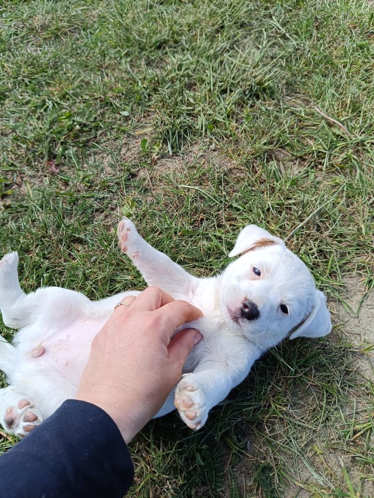Jacek Russell Terrier