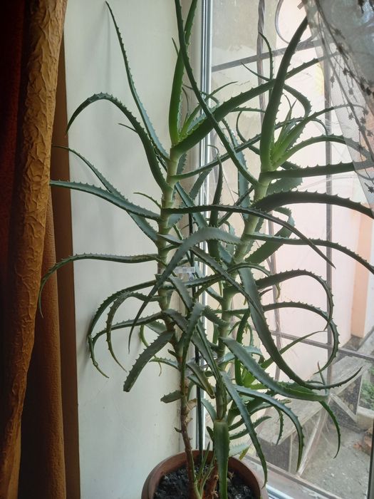 Цветок алоэ возраст9 лет ,вазон в комплекте,самовывоз район Таирова