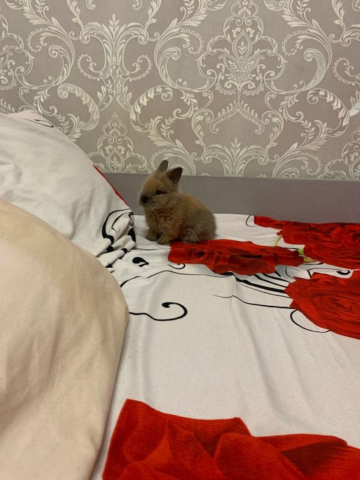 Декоративний кролик