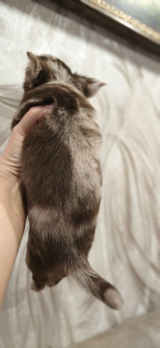 Шикарний хлопчик чихуашик.к