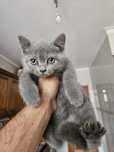 Gata Scottish straight