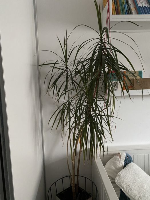 Dracena wysoka 150cm