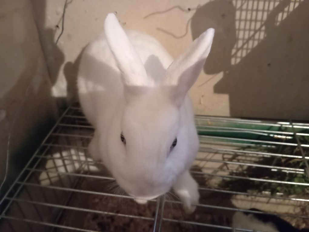 królik miniaturka