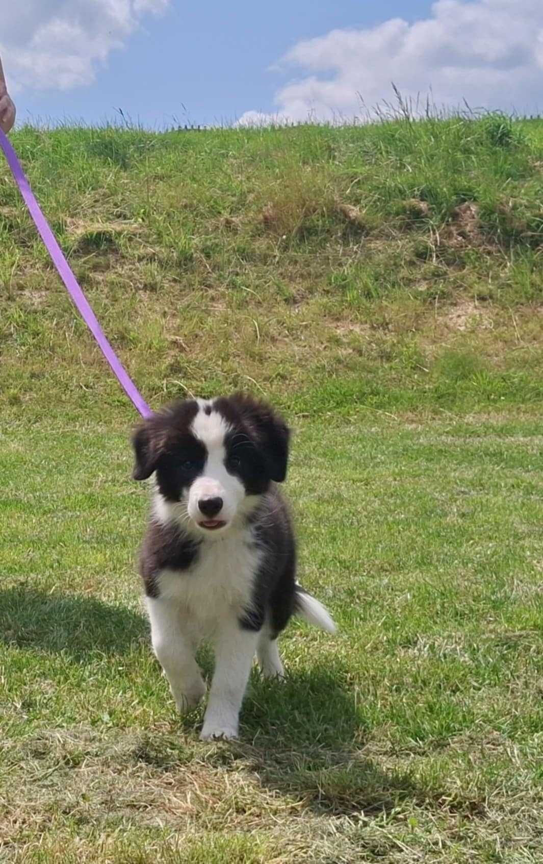 Border collie - piesek z metryką ZKwP/FCI po Championie :)