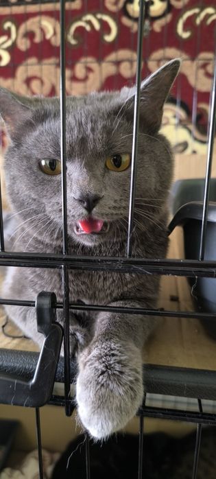 Ласковый молодой британский кот ищет любящую ответственную СЕМЬЮ Киеве