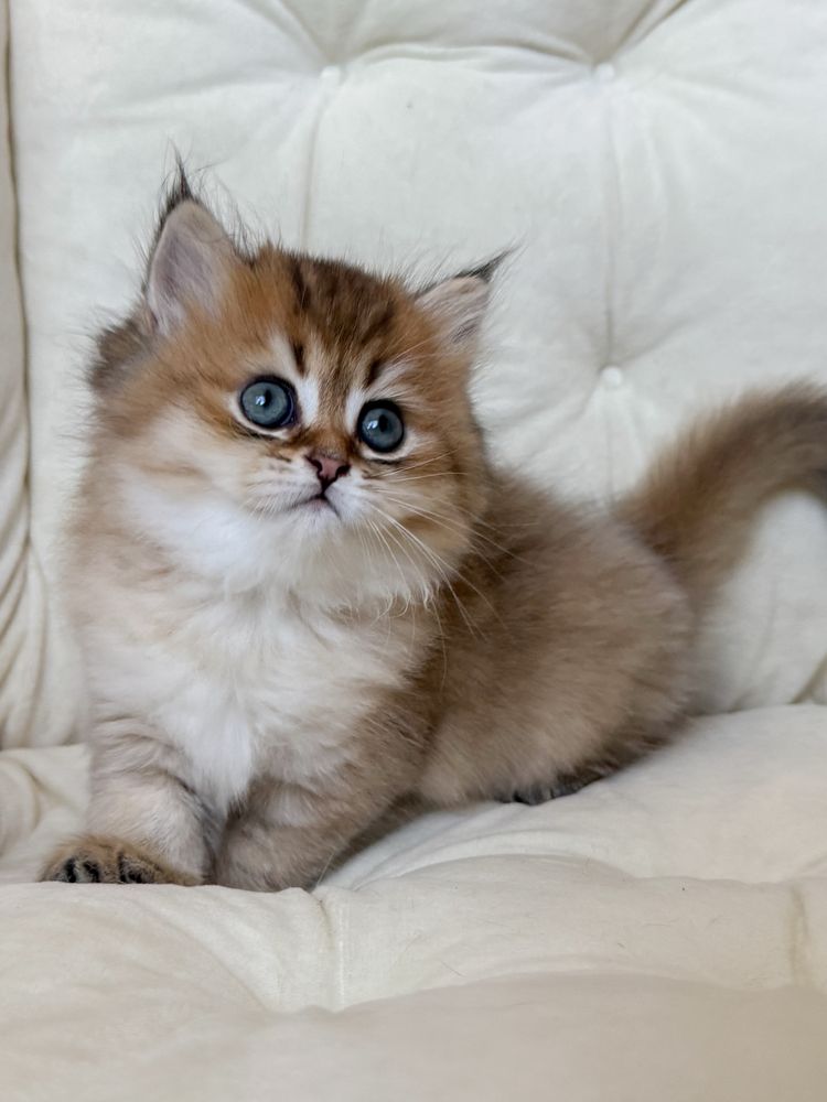 Шотландський котик, scottish straight, шотландські кошенята