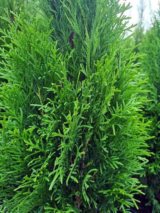 Tuja Szmaragd Szmaragdowa Tuje Szmaragdy 90CM Wys hodowane w doniczce