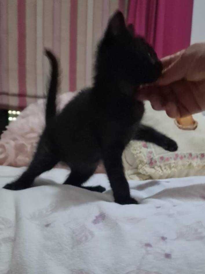 GATINHOS BEBÉS - Para Adoção