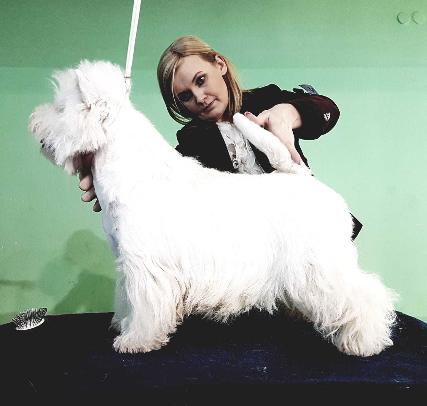 West Highland White Terrier - suczka ZKWP / FCI