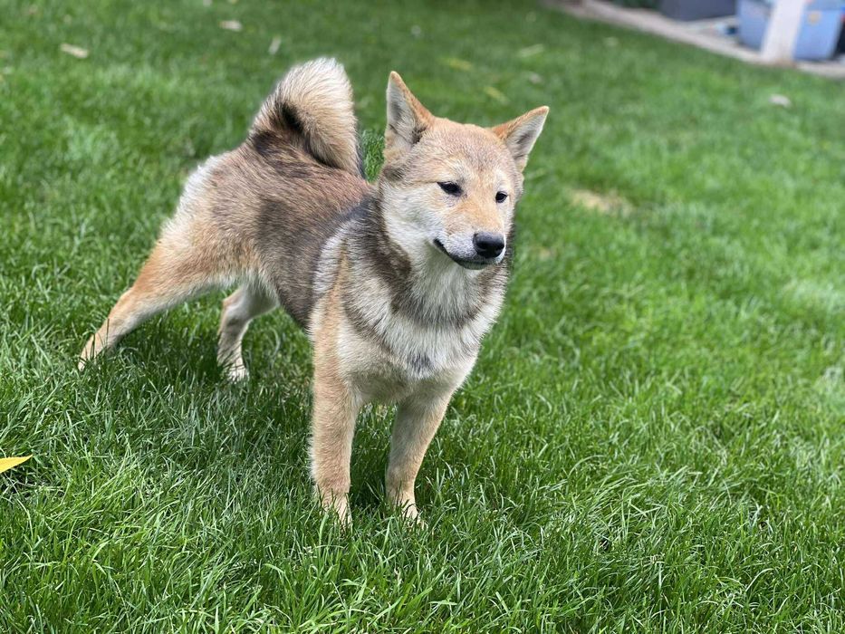Shiba inu - suczka czerwona