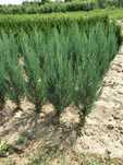 Juniperus scopulorum 'Blue Arrow'
jałowiec skalny 'Blue Arrow'