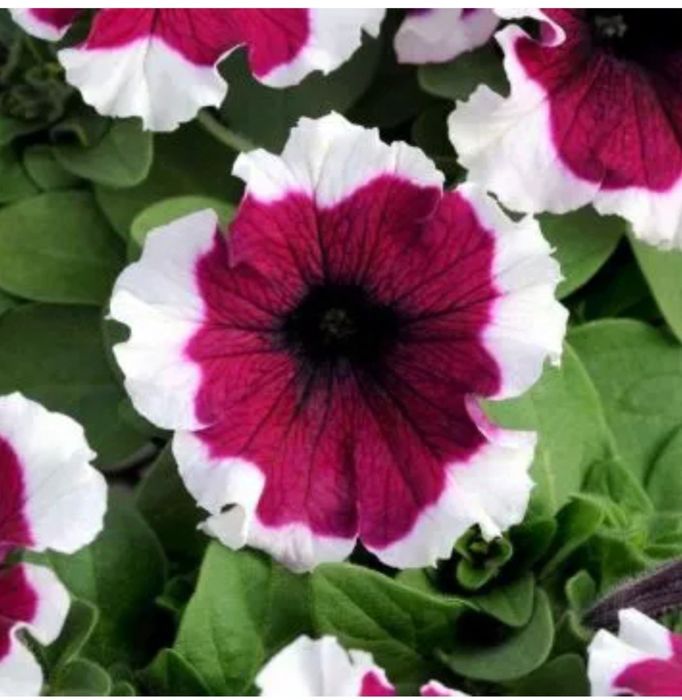 Петунія грандіфлора Дрімс F1