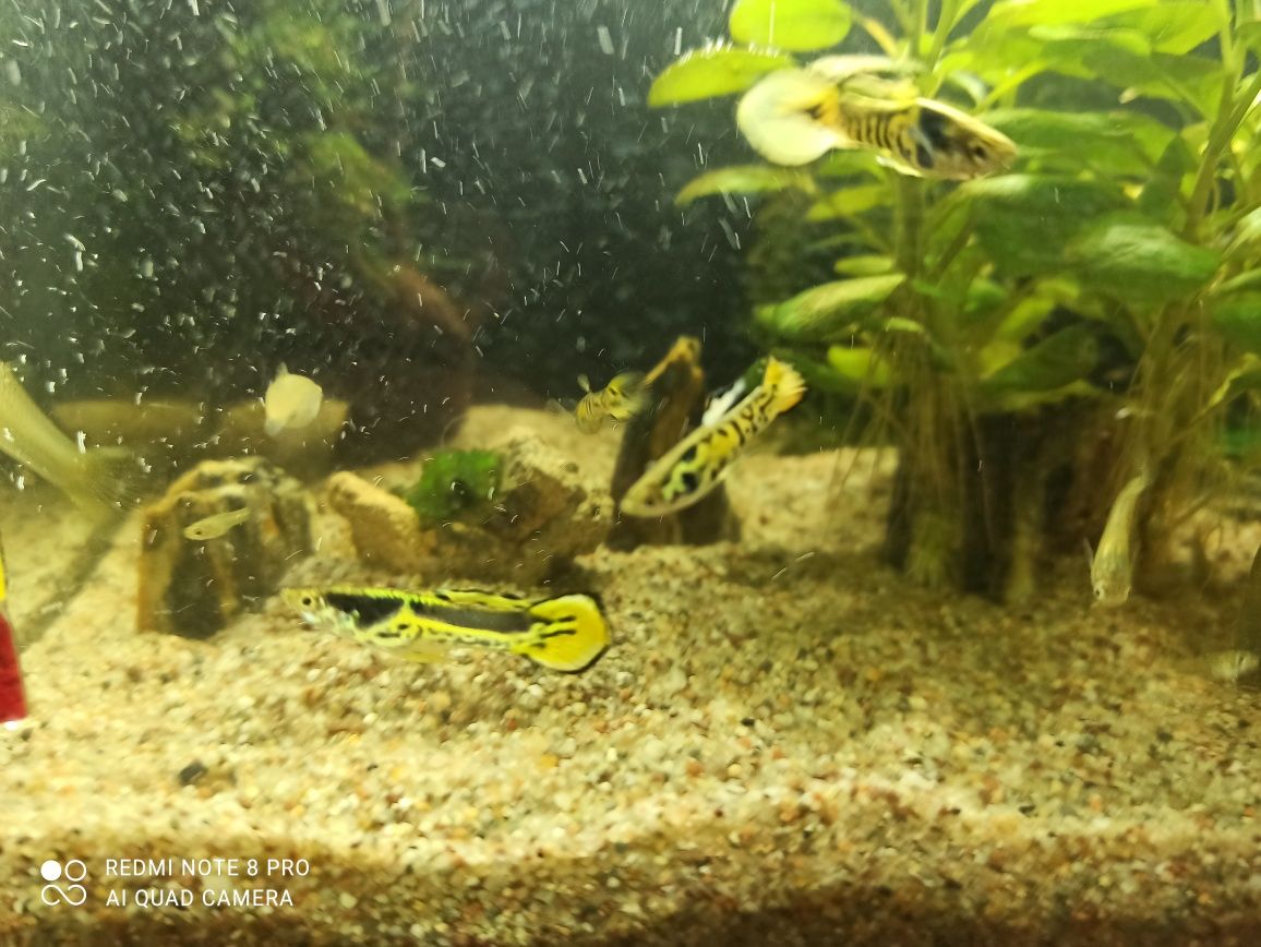 Sprzedam Gupik Yellow tiger cobra