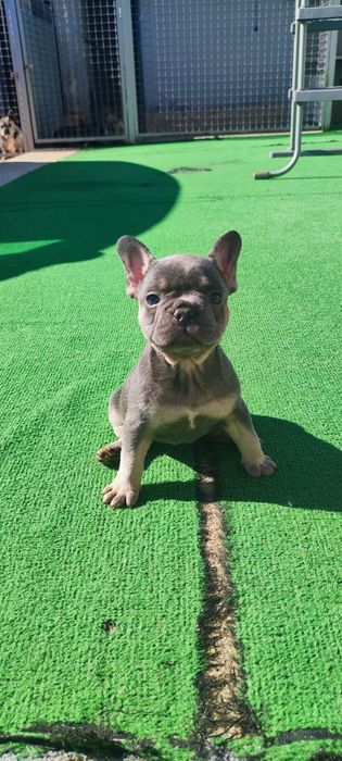 Bulldog francês fêmea blue tan