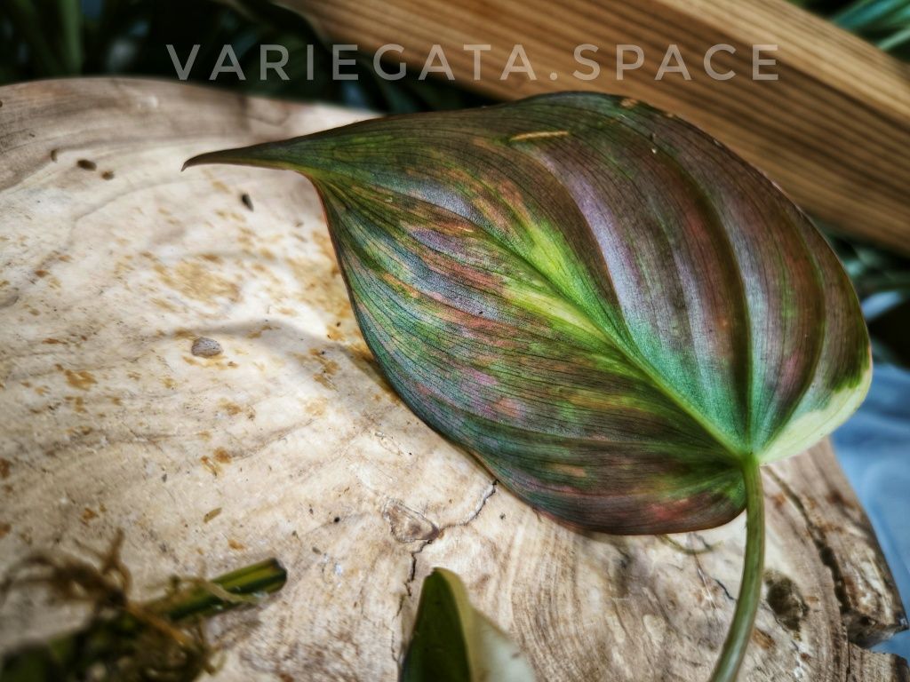 Philodendron Micans variegata filodendron Mikans ukorzeniony