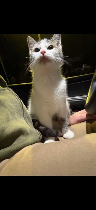 6 miesięczny  Kotek Mango do adopcji