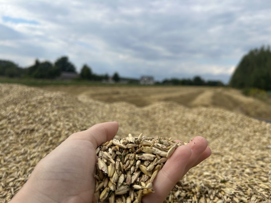 Orkisz zboże ekologiczna uprawa pszenica orkiszowa jara Wirtas