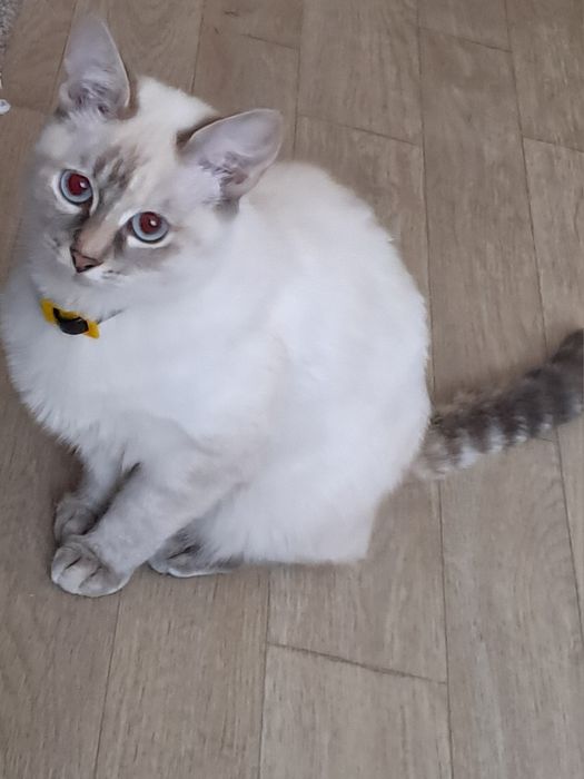 Киці сіамська. Продаеться