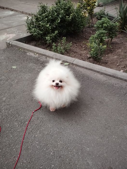 Померанец. Мальчик 10 мес.