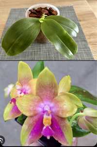 Storczyk phalaenopsis joshua irwin ginsberg