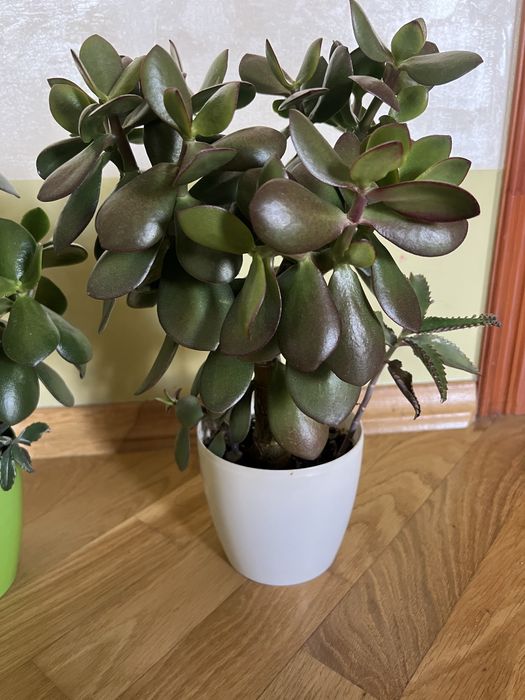 Грошове дерево, кімнатні рослини