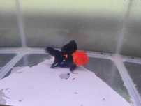 Oranda Ranchu grS sklep zoologiczny Pirania Olsztyn wysyłka