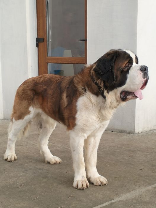 В'язка сенбернара.