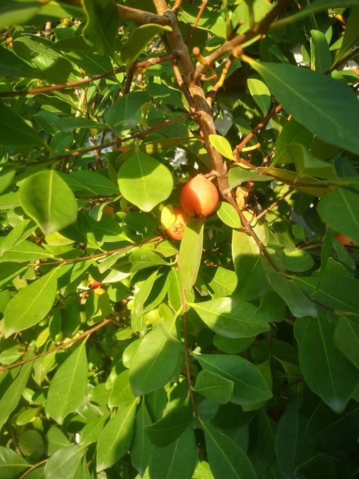 Árvores de Araçás