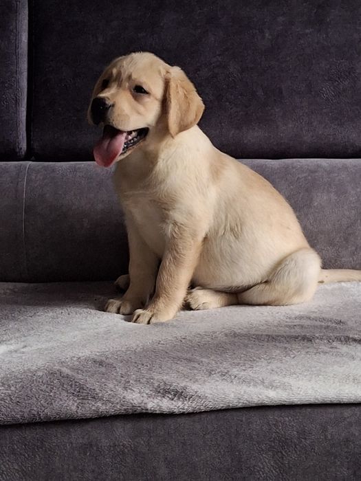 Labrador śliczny szczeniak