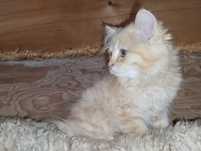 Maine coon, kocur, kotek , kot