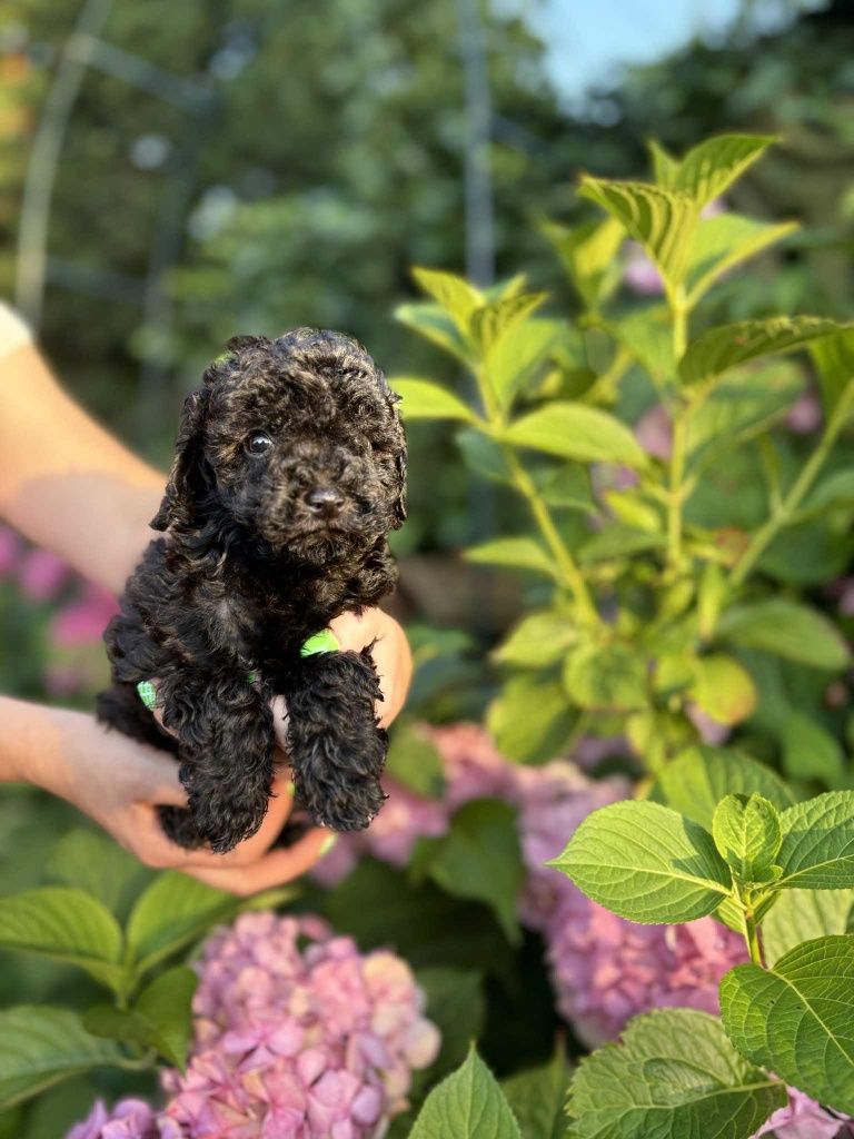 Pudelek Toy piesek BLACK metryka czip wyprawka