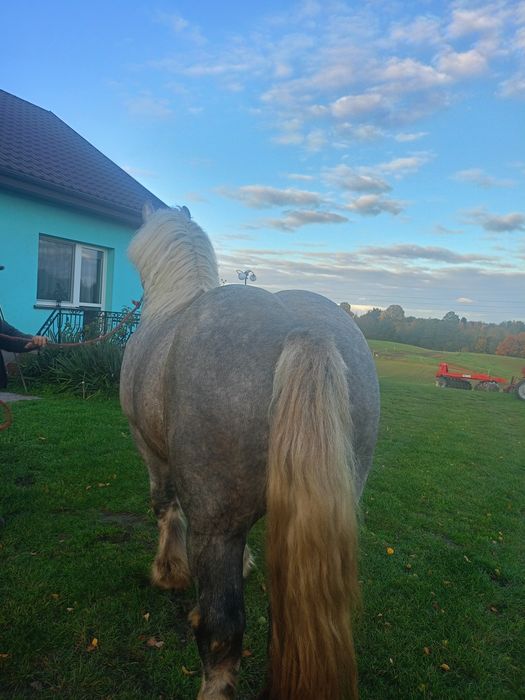 Sprzedam siwego ogiera zimnokrwistego