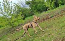 Kochany Fart w typie pitbulla szuka domu