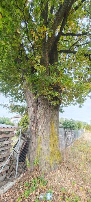 Dąb na pniu lokalizacja Łuków