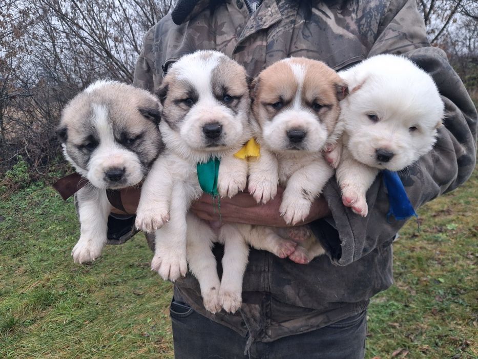 Продам цуценят Алабая