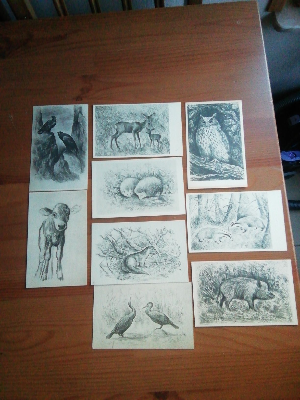 Roman Owidzki, rysunki zwierząt, pocztówki