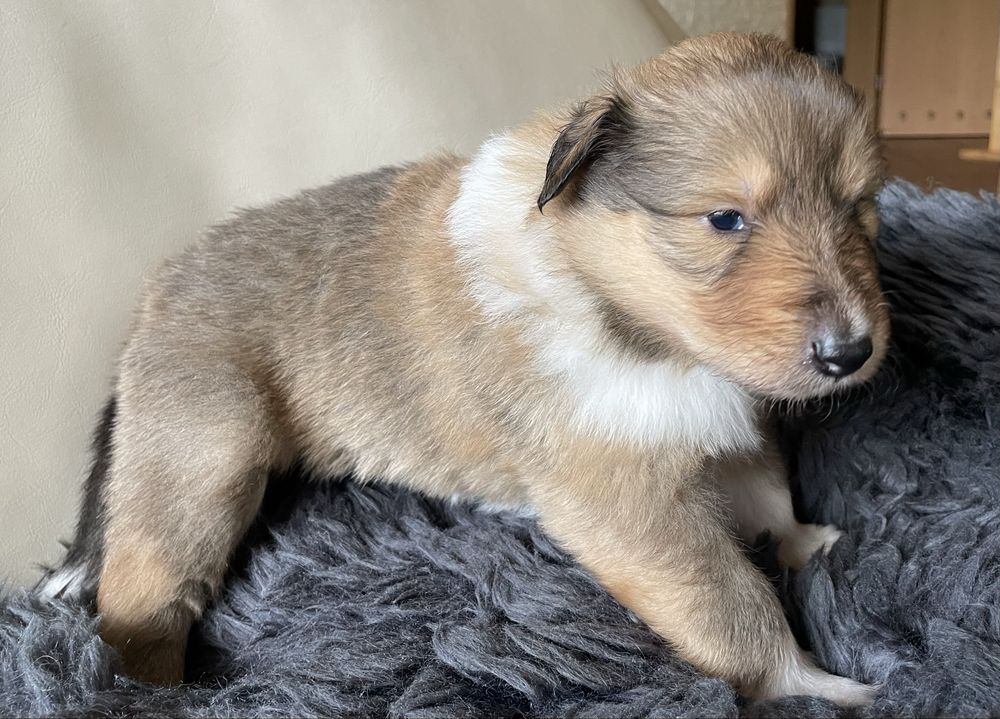 Szceniak Owczarek Szkocki Długowłosy Collie