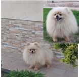 Szpic miniaturowy pomeranian sunia 7 mies