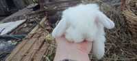 Мінні Лоп карликовий вісловухий декоративний кролик

Докладніше: http