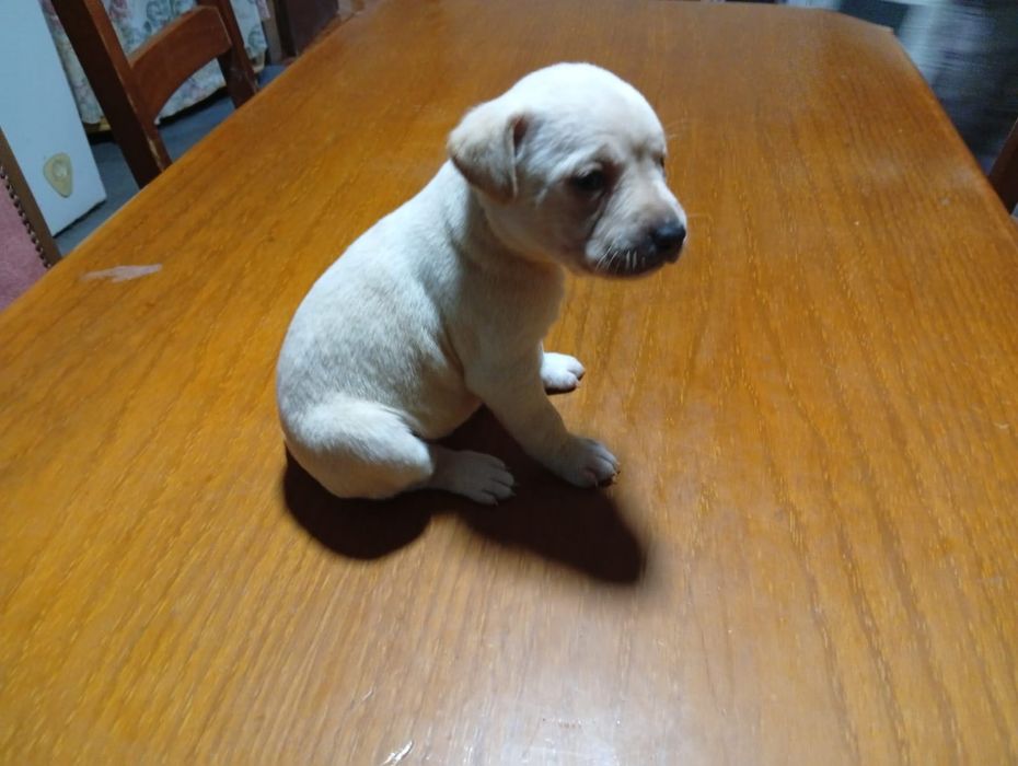 Cães filhotes ..
