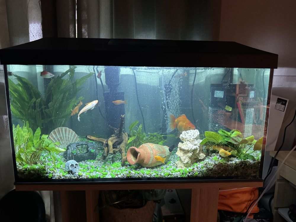 Akwarium 38L kakadu