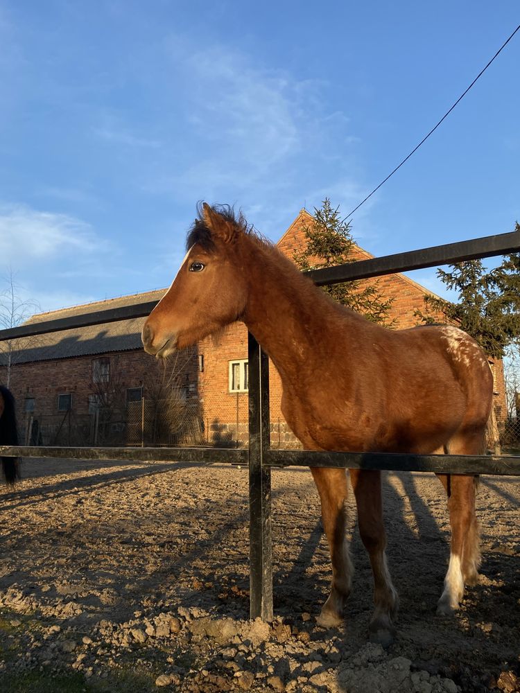 Sprzedam tarantowatego wałacha po Arabian-Atin-Ro