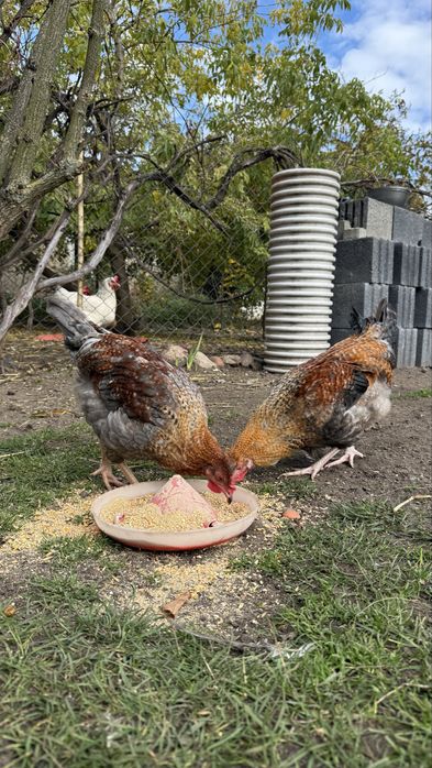 Młode koguty z tego roku