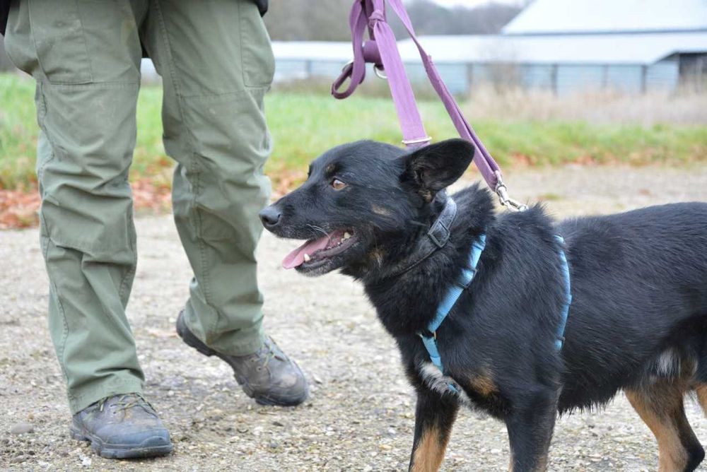 Smerf - czarujący, delikatny psiak chciałby smerfować do nowego domu!