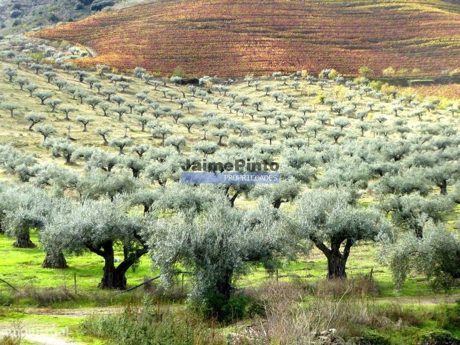 Quinta 245ha, Olival produtivo, Vinha produtiva. Foz Côa. Portugal,...