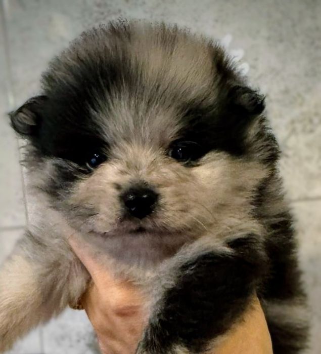 Unikat Blue Merle Suczka Pomeranian Szpic miniaturowy