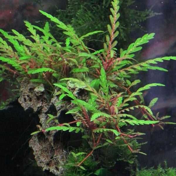 Vendo pack plantas raras aquário - lindas